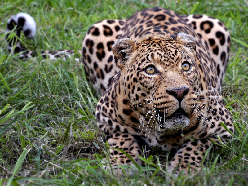 Leopard in Grass — Green, Alert, Afternoon, Photograph, Tail