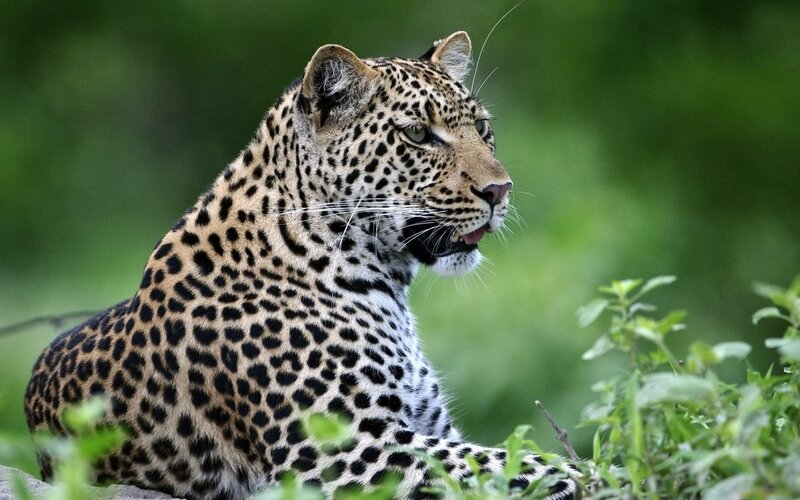 Leopard in Grass — Green, Alert, Afternoon, Photograph