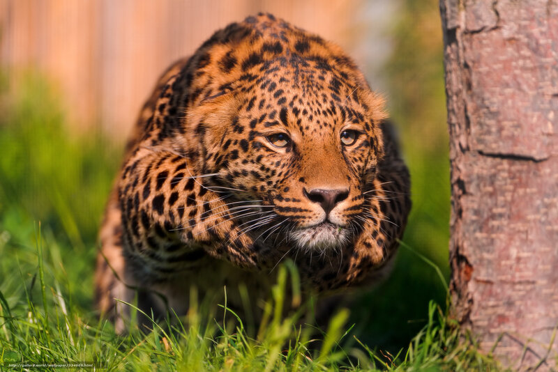 Leopard in Grass — Green, Alert, Afternoon, Photograph, Tree Trunk, Sunlight