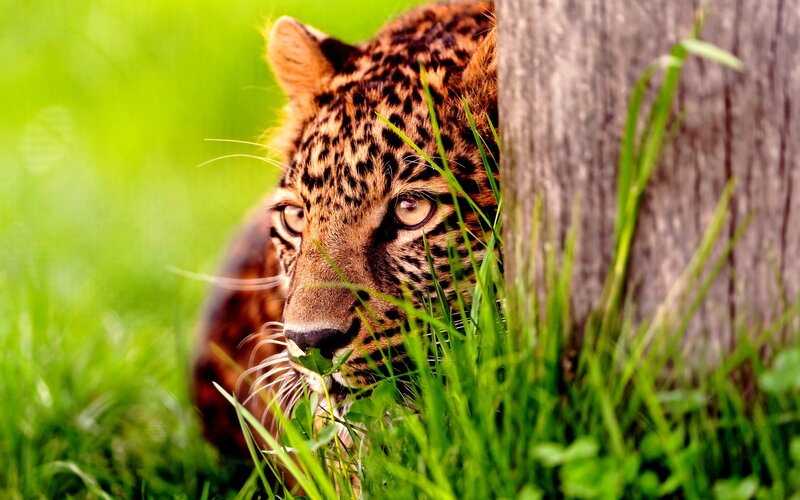 Leopard in Grass — Green, Alert, Afternoon, Photograph, Tree Trunk