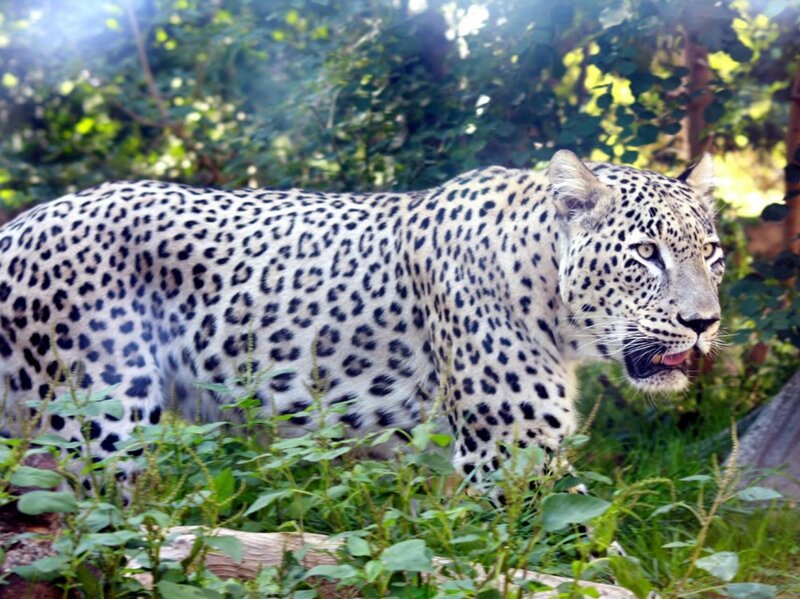 Leopard in Grass — Green, Alert, Afternoon, Photograph, Trees