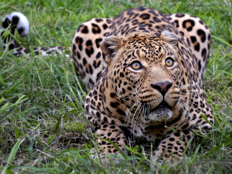 Leopard in Grass — Green, Alert, Afternoon