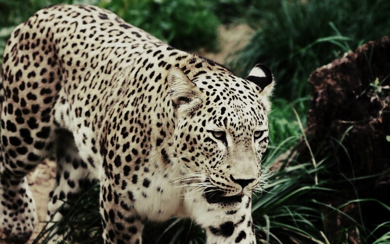 Leopard in Grass — Green, Alert, Photograph, Rock, Brown