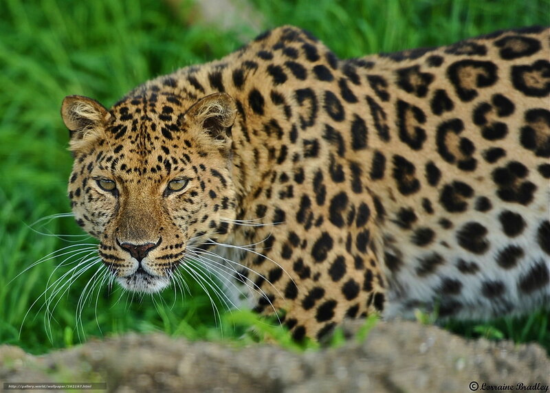 Leopard in Grass — Green, Alert, Photograph, Rock