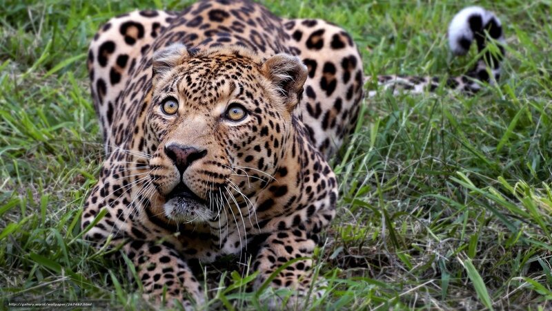 Leopard in Grass — Green, Alert, Photograph, Tail