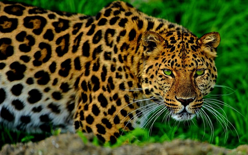Leopard in Grass — Green, Alert, Photograph