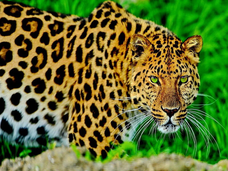 Leopard in Grass — Green, Alert, Photograph, Whiskers