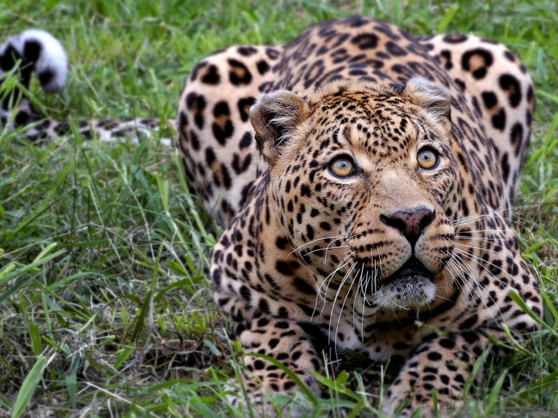 Leopard in Grass — Green, Alert