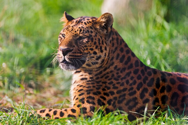 Leopard in Grass — Green, Calm, Afternoon, Photograph, Sunlight