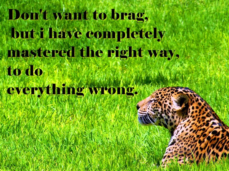 Leopard in Grass — Green, Calm, Photograph