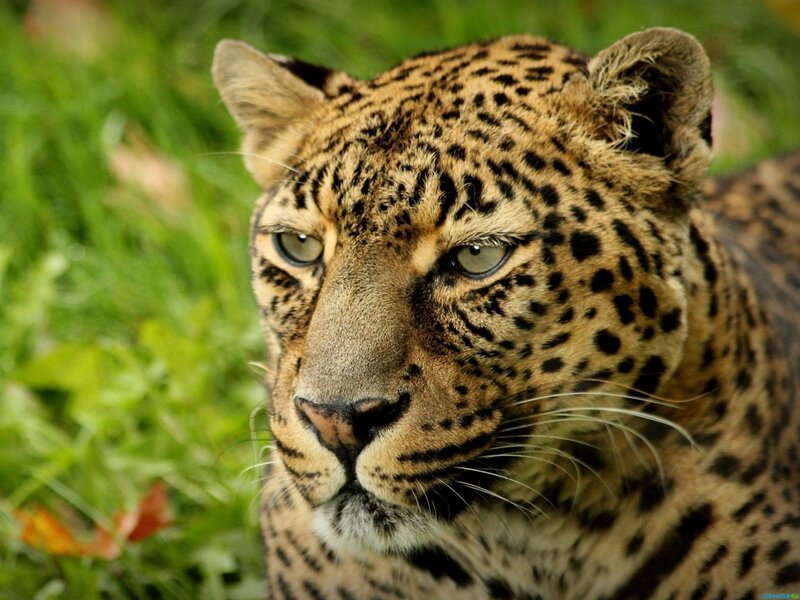 Leopard in Grass — Green, Calm