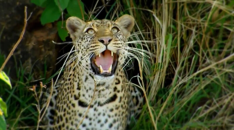 Leopard in Grass — Green, Intense, Photograph