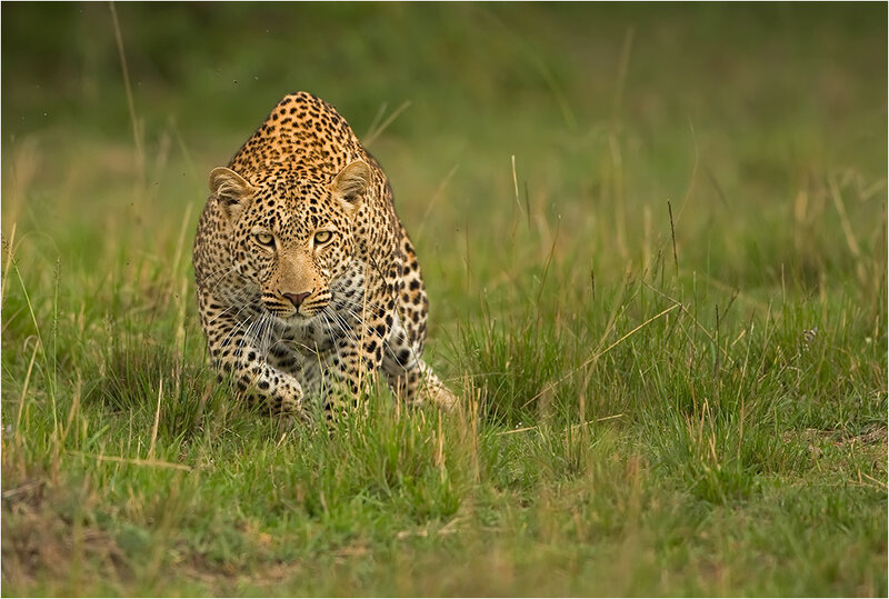 Leopard in Grass — Green, Intense