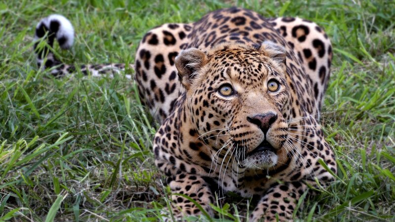 Leopard in Grass — Green, Photograph
