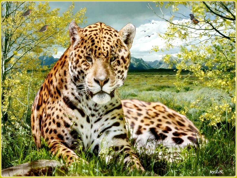 Leopard in Grass — Green, Serene