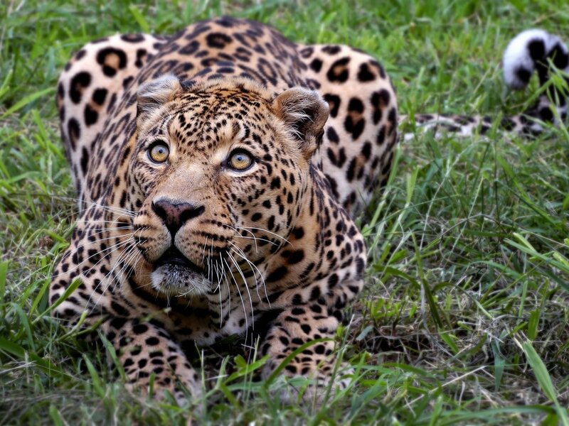 Leopard in Grass — Green