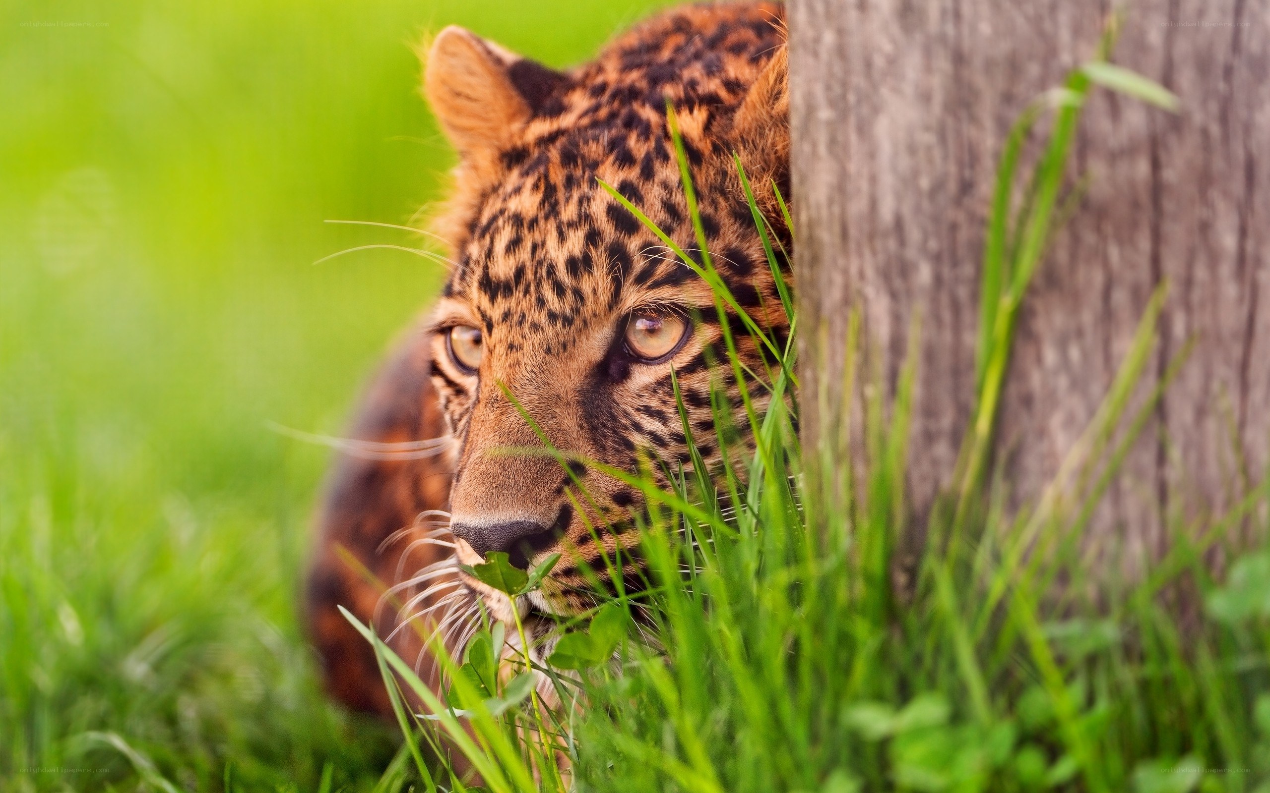 leopard in grass hiding