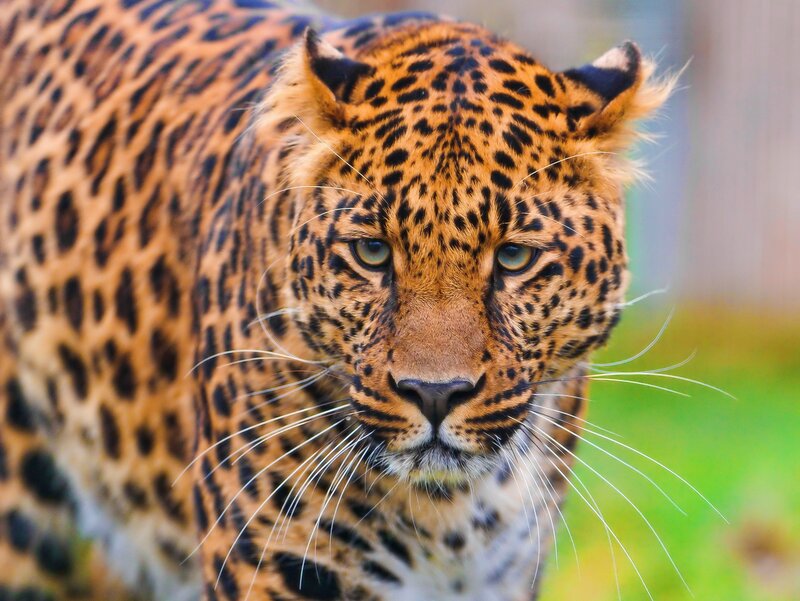 Leopard in Grass — Orange