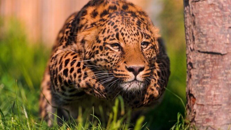 Leopard in Grass — Tree Trunk
