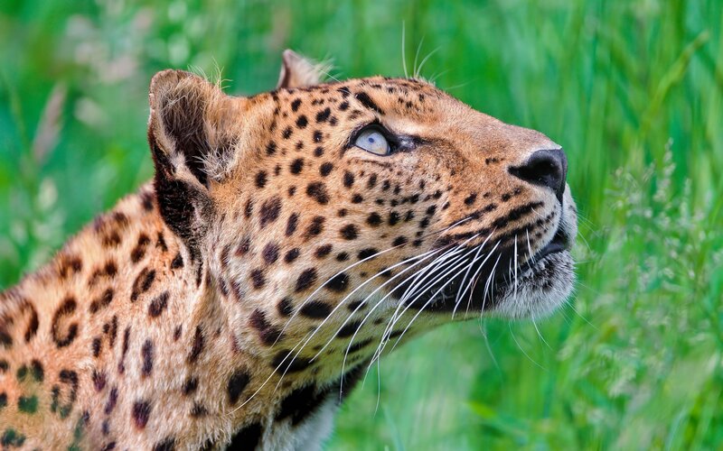 Leopard in Grass — Whiskers