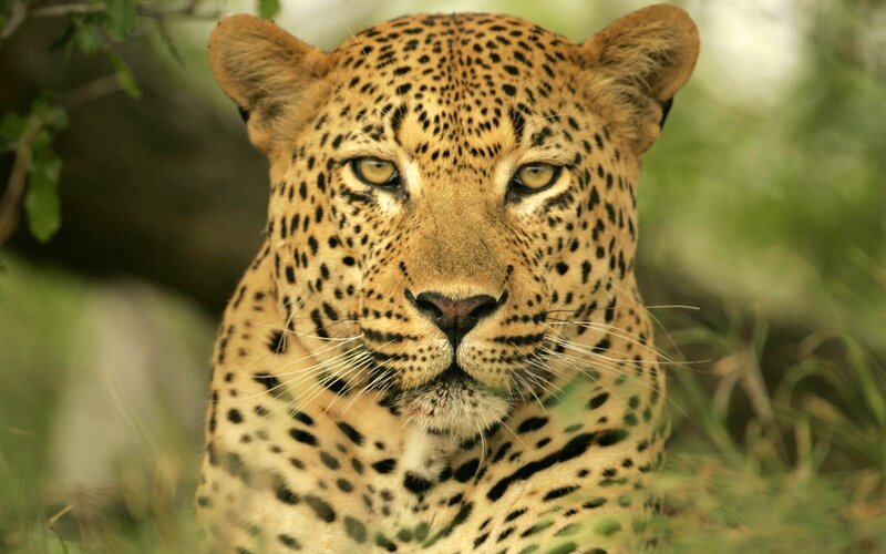 Leopard in Grass — Yellow, Alert