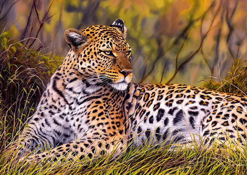 Leopard in Grass — Yellow, Calm