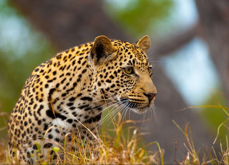 Leopard in Grass — Yellow