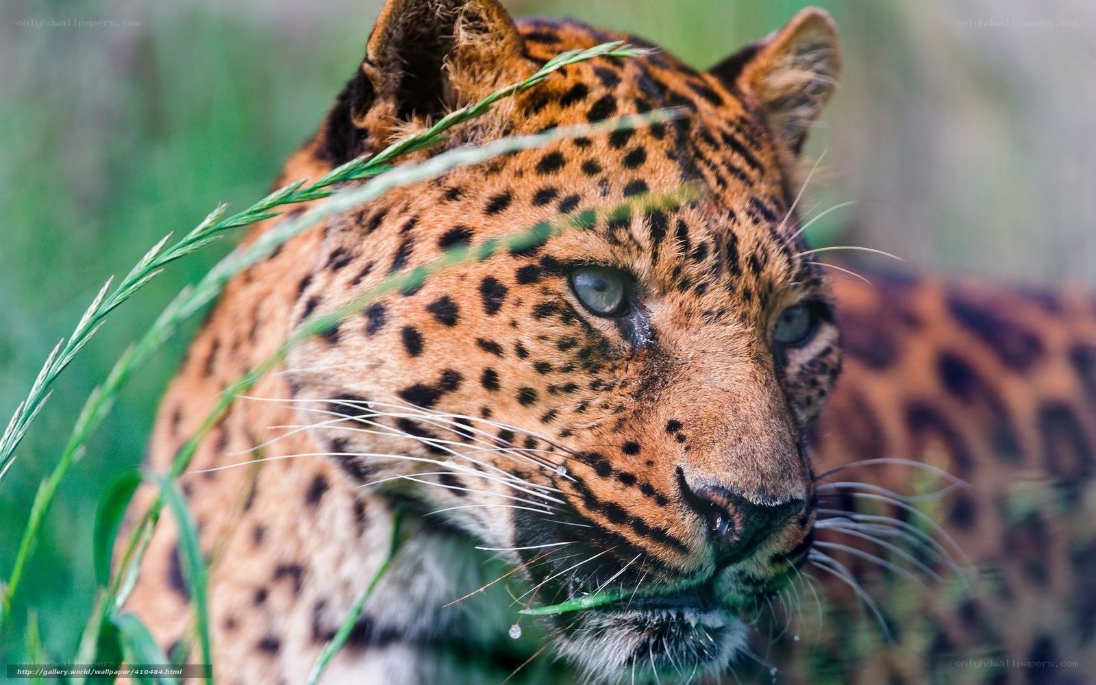 leopard in grass
