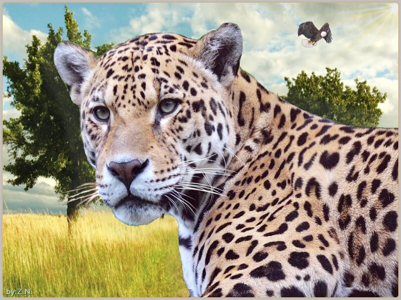 Leopard in Grassland