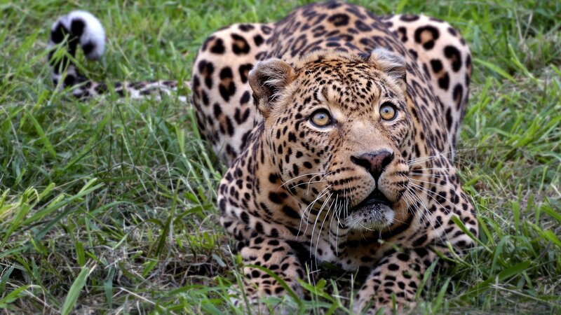 Leopard in grassy field