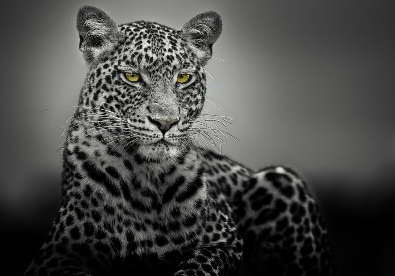 Leopard in Grayscale