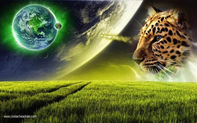 Leopard in Green Field