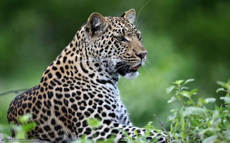 Leopard in Green Foliage — Alert