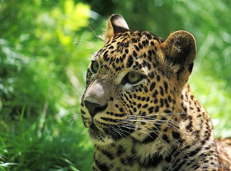 Leopard in green foliage