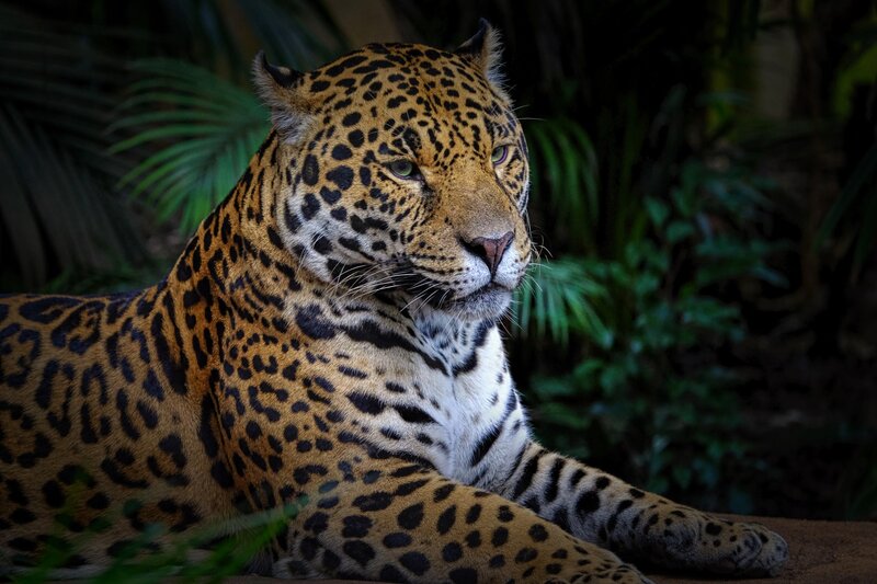 Leopard in Jungle — Brown, Calm