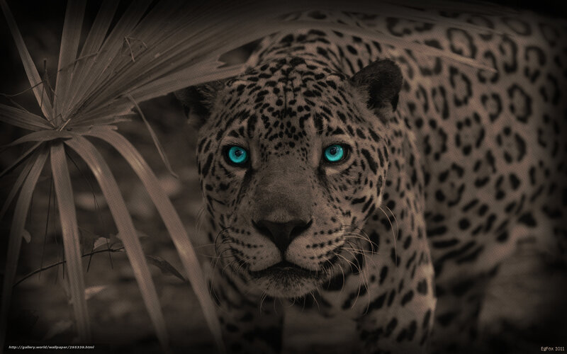 Leopard in Jungle — Brown, Dramatic
