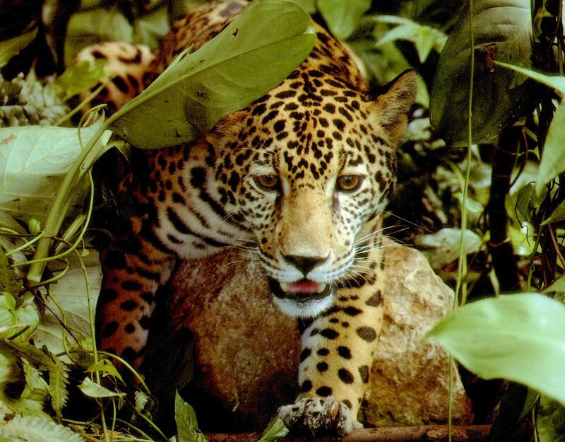 Leopard in Jungle — Green, Alert, Photograph