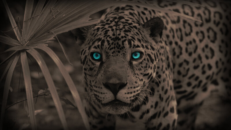 Leopard in Jungle