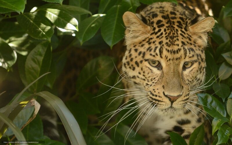 Leopard in lush foliage