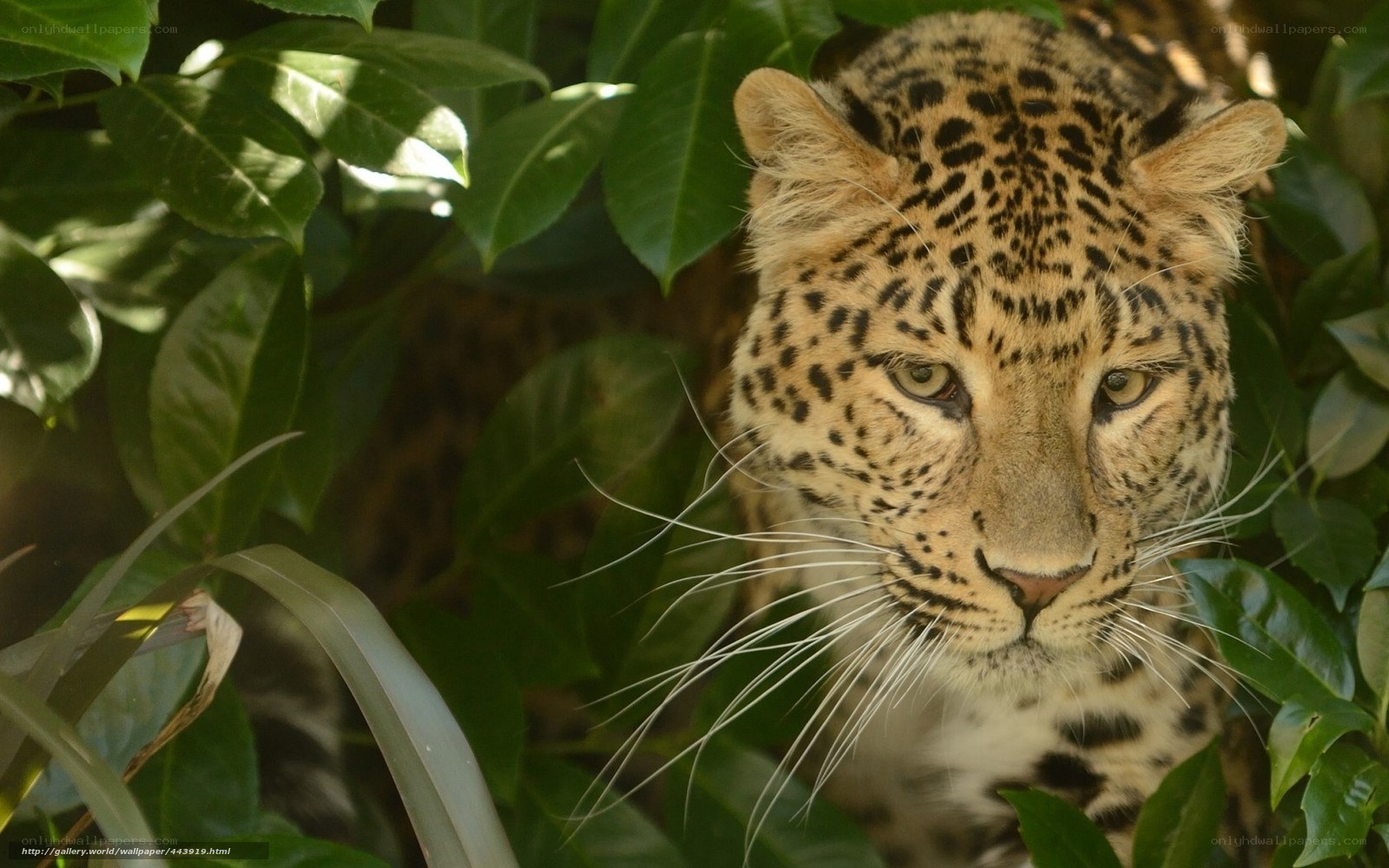 Leopard in lush foliage