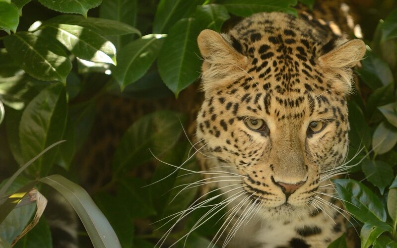 Leopard in lush green foliage