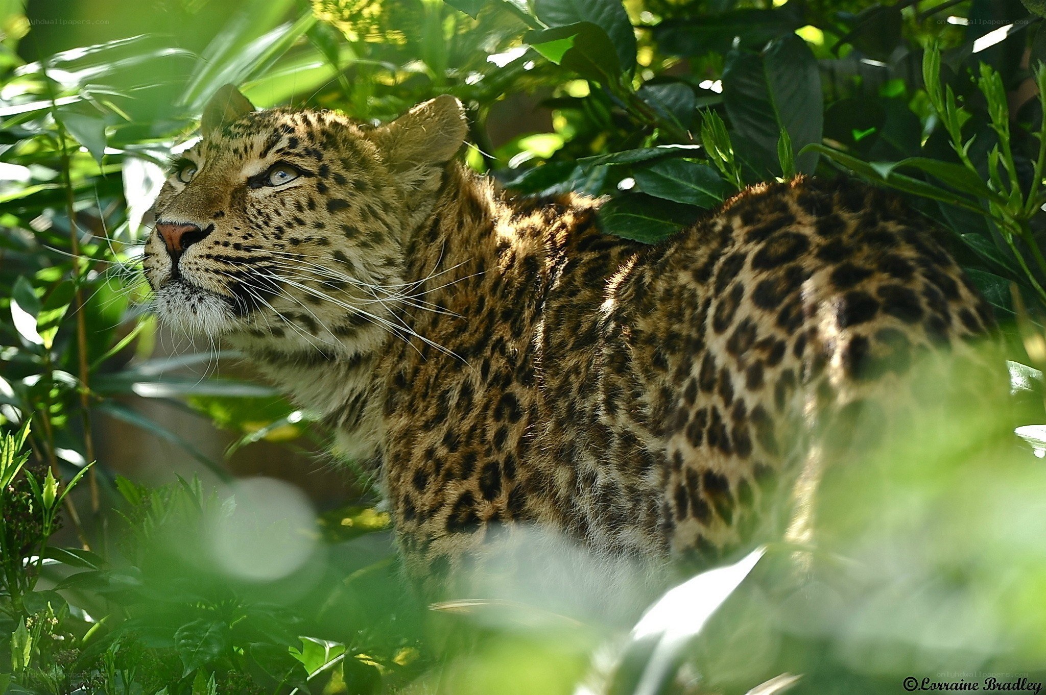 Leopard in lush green foliage