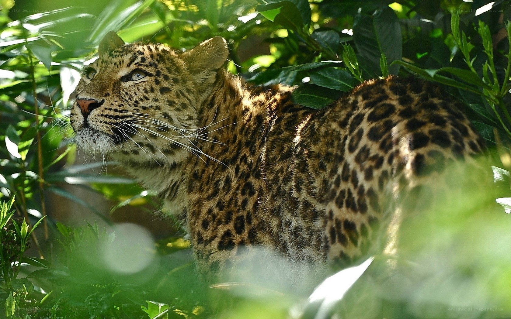 Leopard in lush green foliage