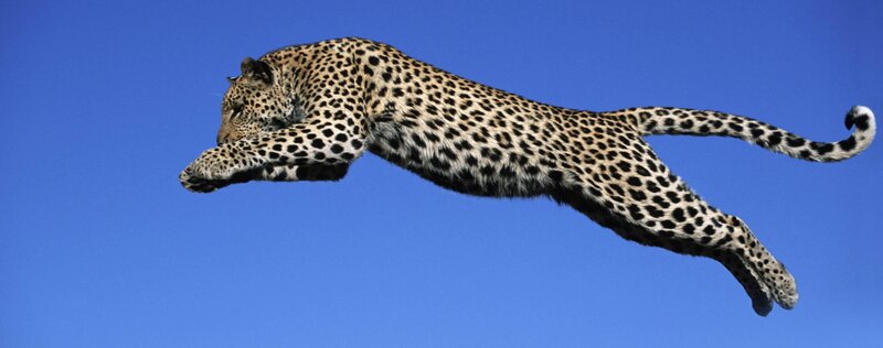 Leopard in mid-air leap