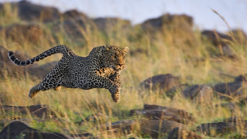 leopard in mid-leap