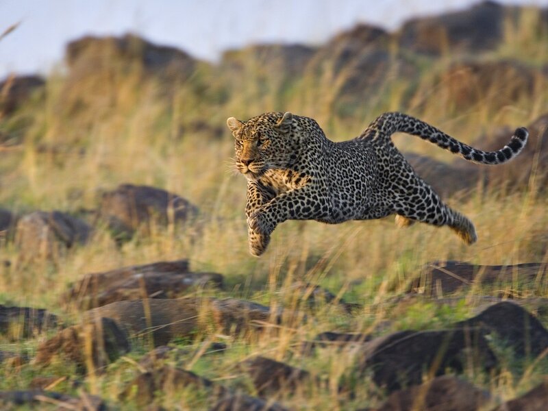 Leopard in Mid-leap — Brown, Dynamic, Sunset