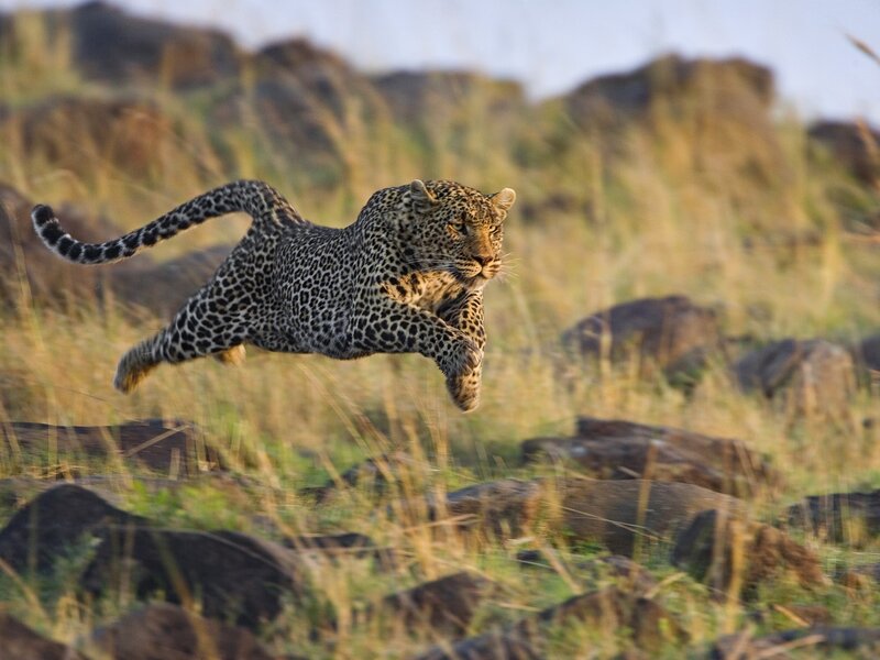 Leopard in Mid-leap — Brown, Dynamic