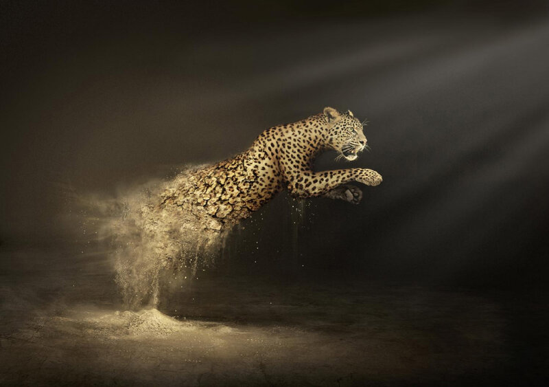 Leopard in Mid-leap — Brown