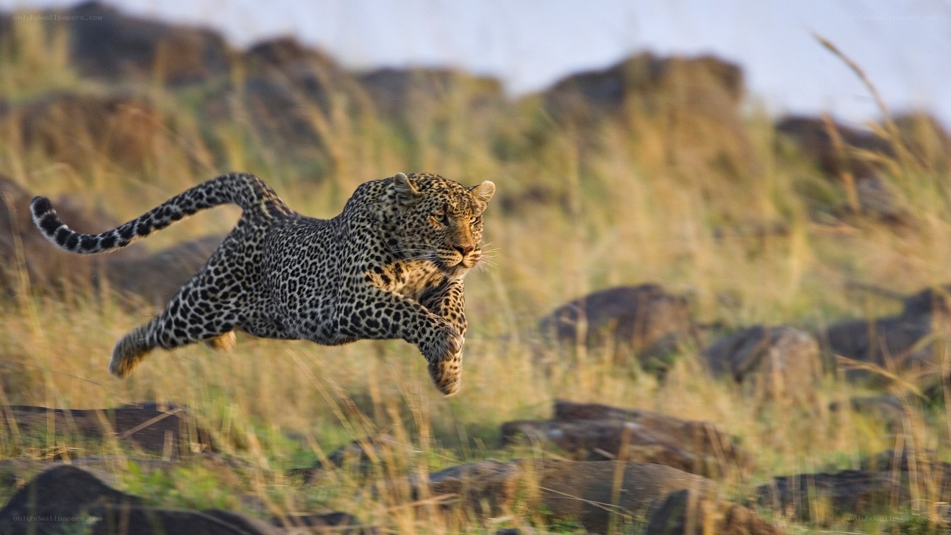 leopard in mid-leap