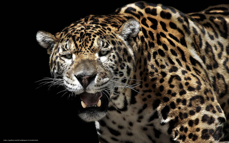Leopard in Motion — Black